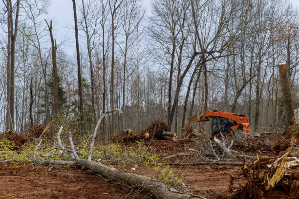 Trusted Kualapuu, HI Tree Care Experts