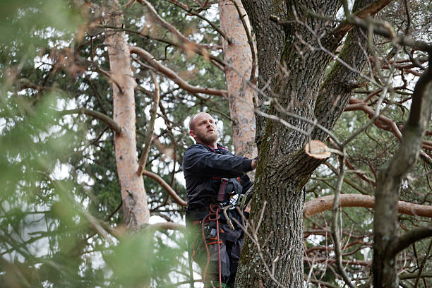 How Our Tree Care Process Works  in  Kualapuu, HI